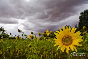 Girasol buscando el Sol