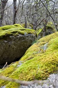 Rocas fertiles