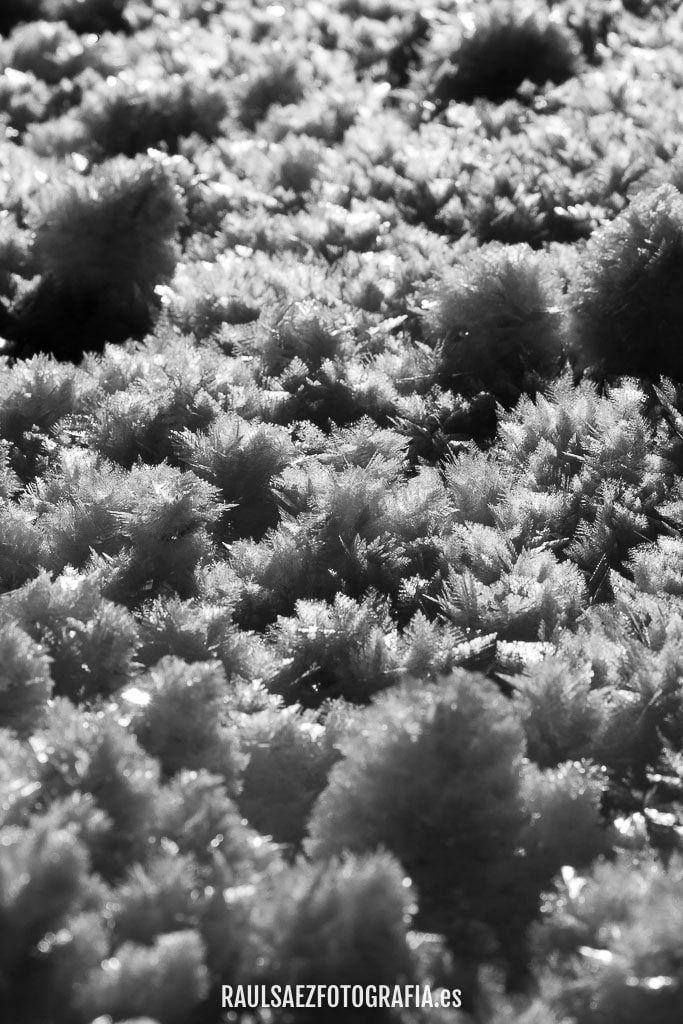 Estrellas de nieve 2
