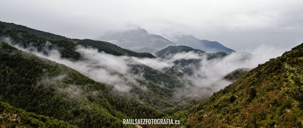 Pinos en la niebla 2