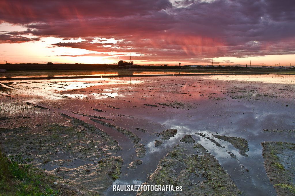 Atardecer en los arrozales 2