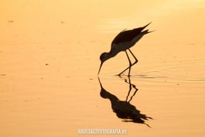 Cigüeñuela – Aves en la Albufera de Valencia