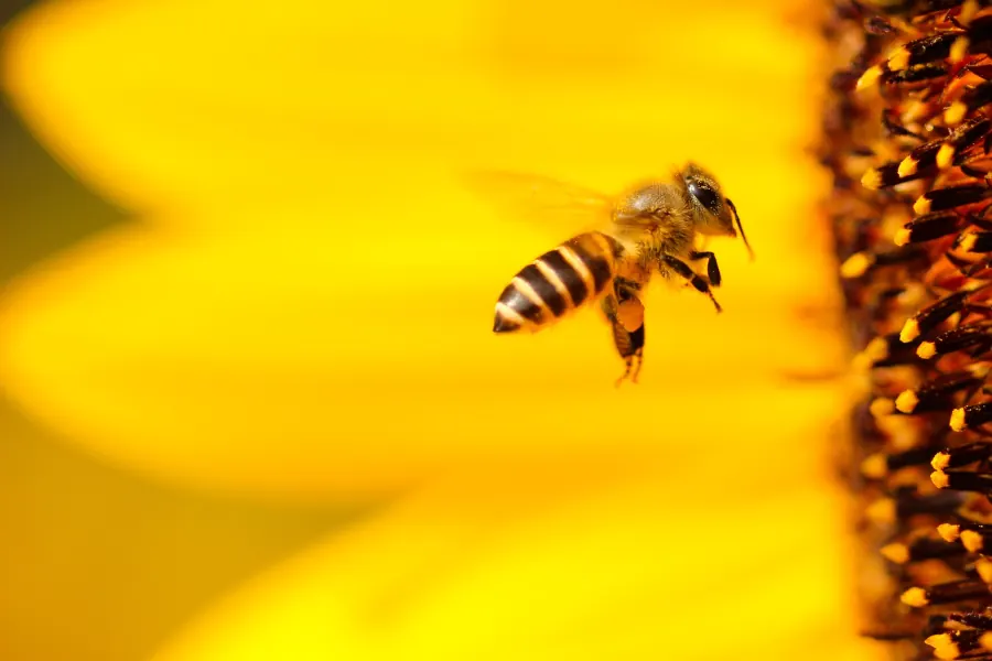 Ejemplo de fotografía macro de cerca