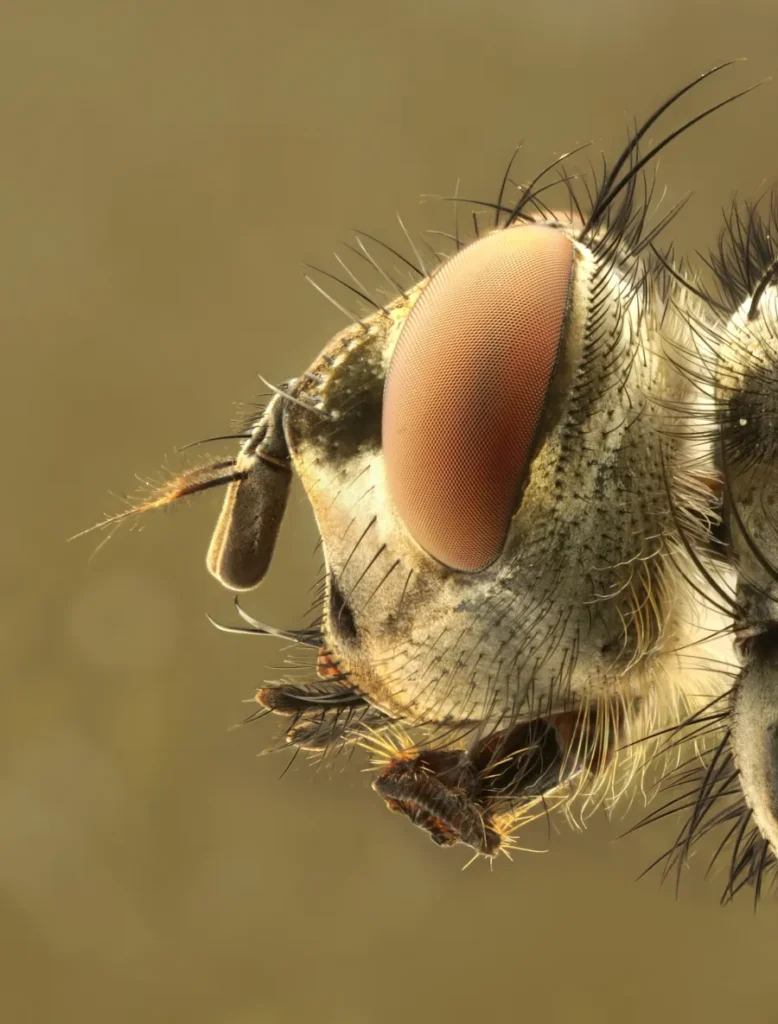 Fotografía macro de un detalle muy cercano